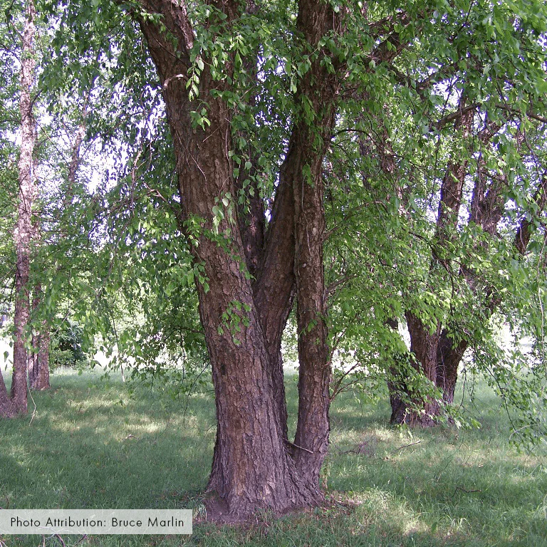 Bare Root River Birch (Betula nigra) - Image 2