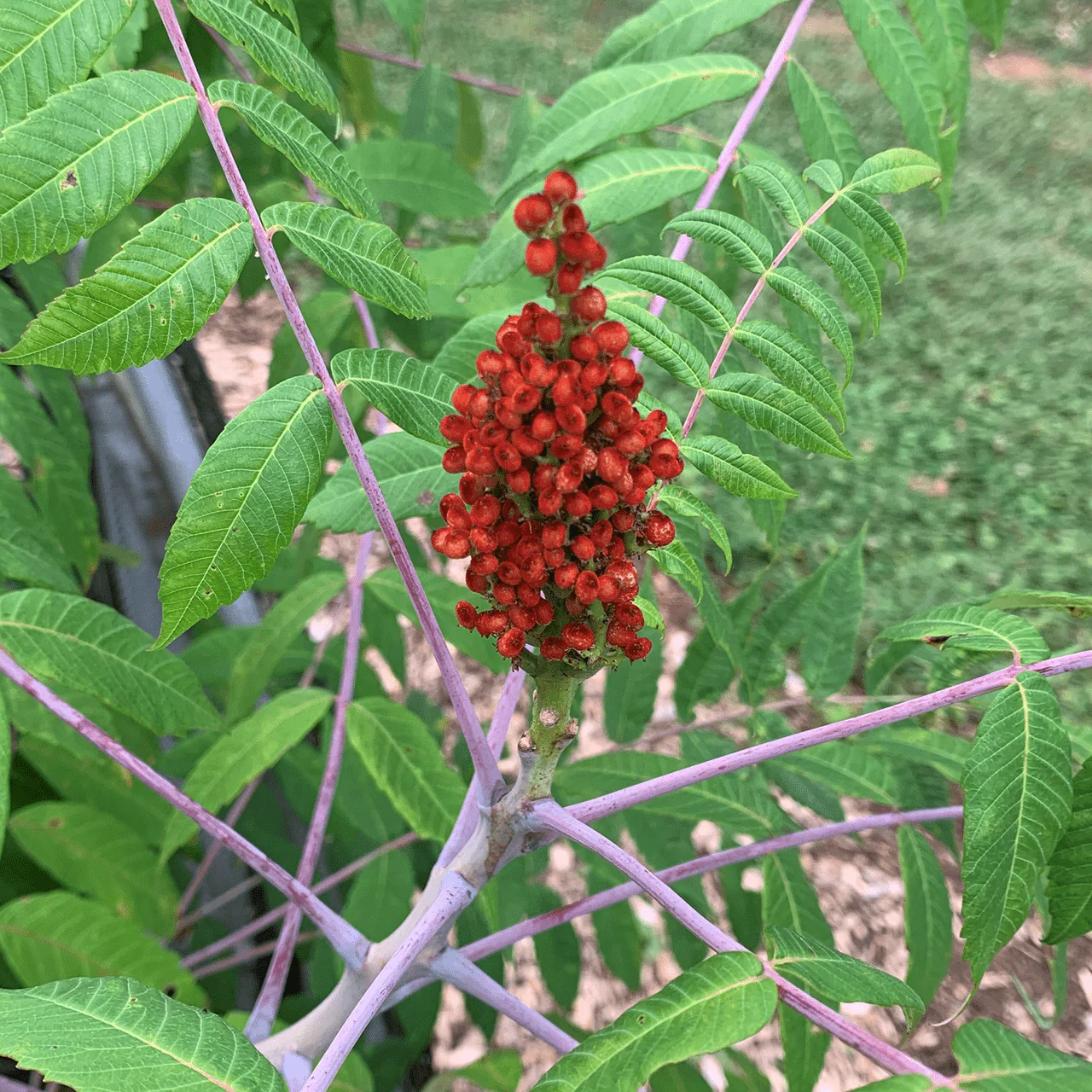 Bare Root Smooth Sumac (Rhus glabra)