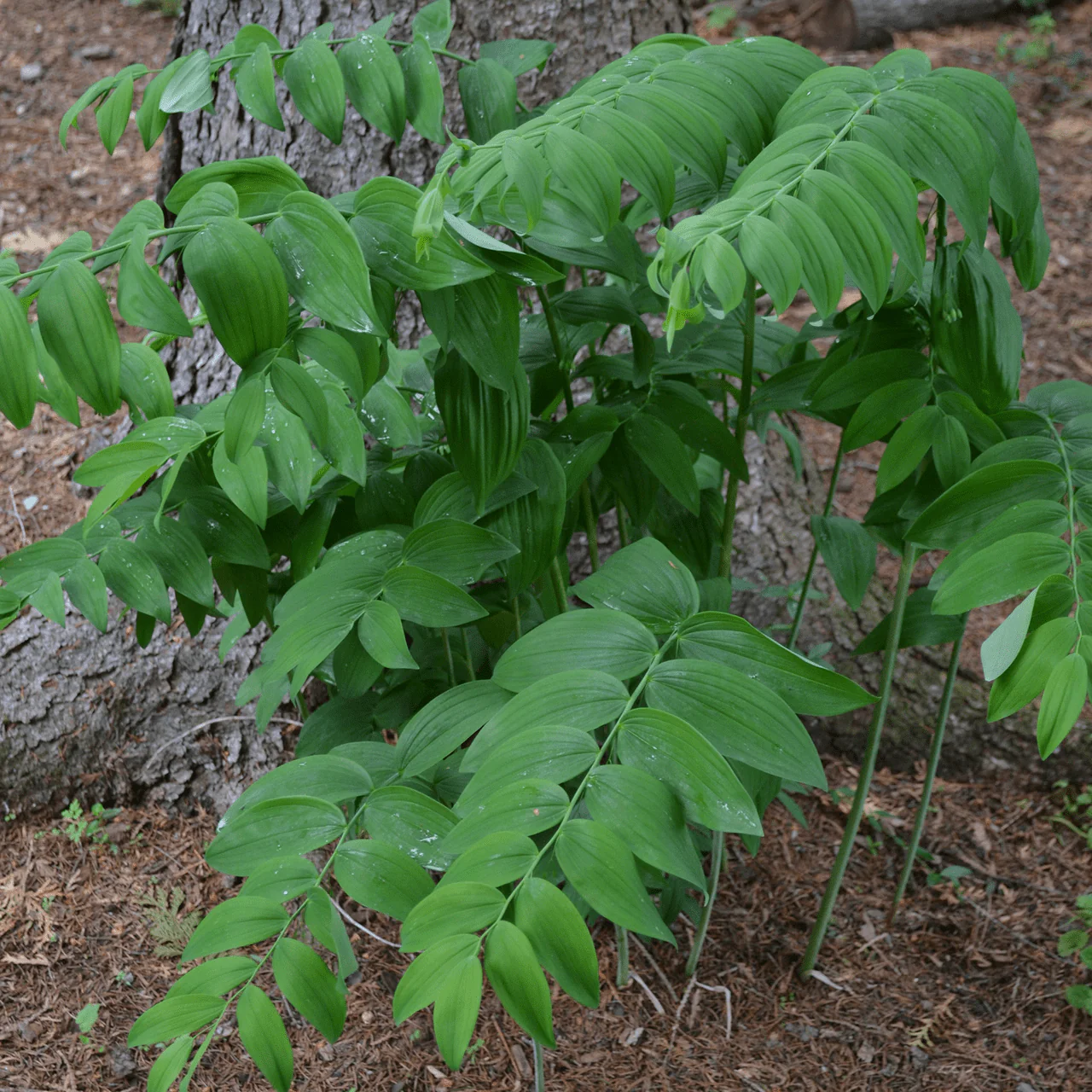 Bare Root Solomon's Seal (Polygonatum biflorum) - Image 2