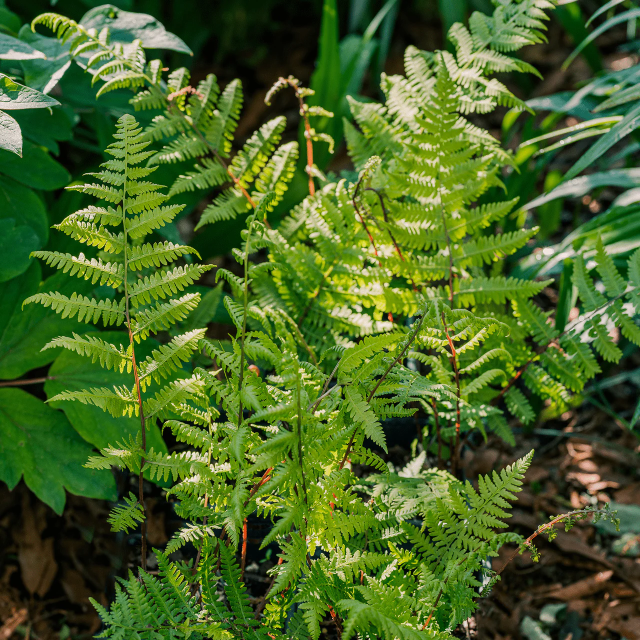 Bare Root Southern Lady Fern (Athyrium filix-femina var. asplenioides) - Image 2