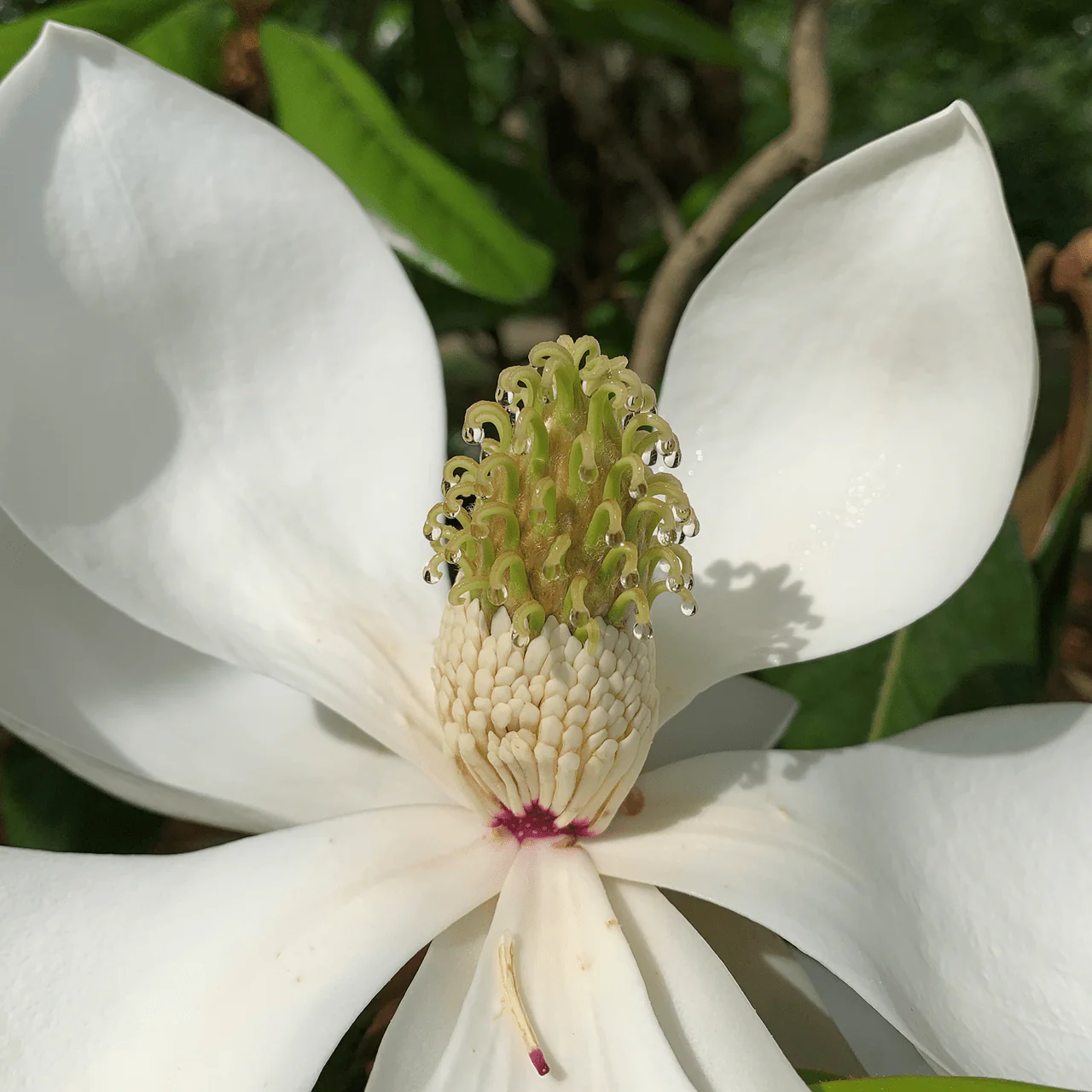 Bare Root Southern Magnolia (Magnolia grandiflora) - Image 2