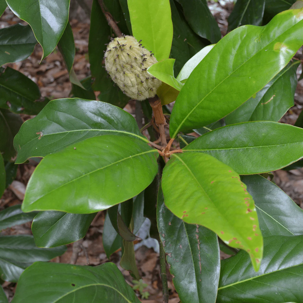 Bare Root Southern Magnolia (Magnolia grandiflora) - Image 4