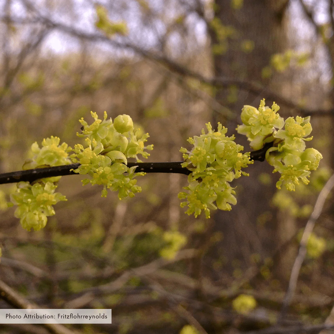 Bare Root Spicebush (Lindera benzoin)