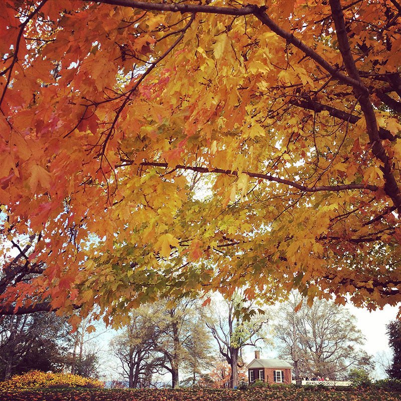 Bare Root Sugar Maple (Acer saccharum)