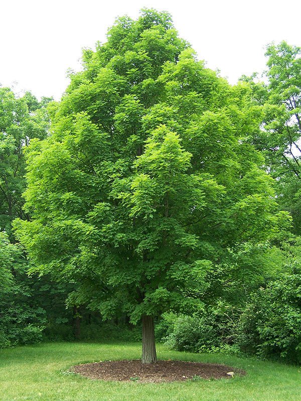 Bare Root Sugar Maple (Acer saccharum) - Image 2