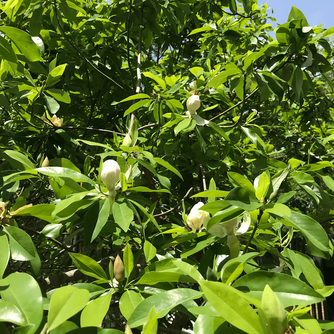 Bare Root Sweet Bay Magnolia (Magnolia virginiana) - Image 2