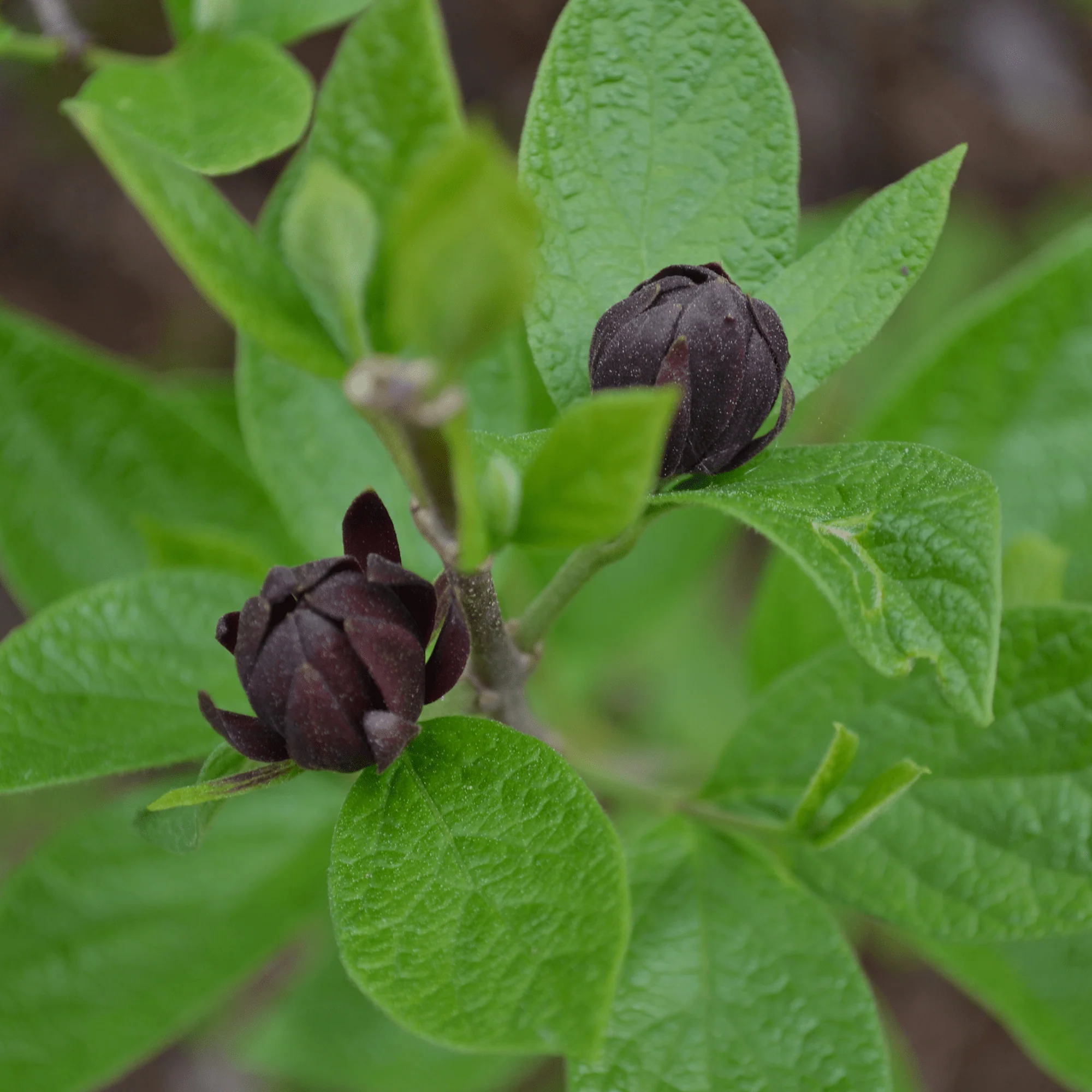 Bare Root Sweet Shrub (Calycanthus floridus)