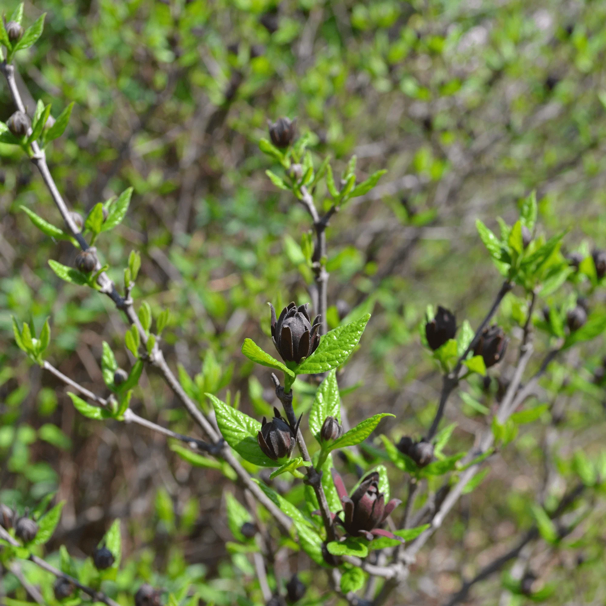 Bare Root Sweet Shrub (Calycanthus floridus) - Image 2