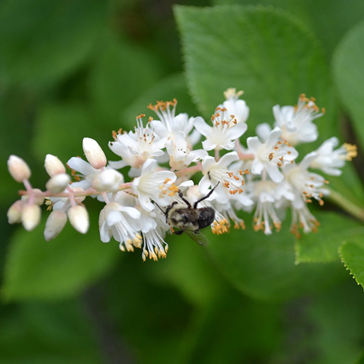 Bare Root Sweetpepper Bush; Summersweet (Clethra alnifolia) - Image 2
