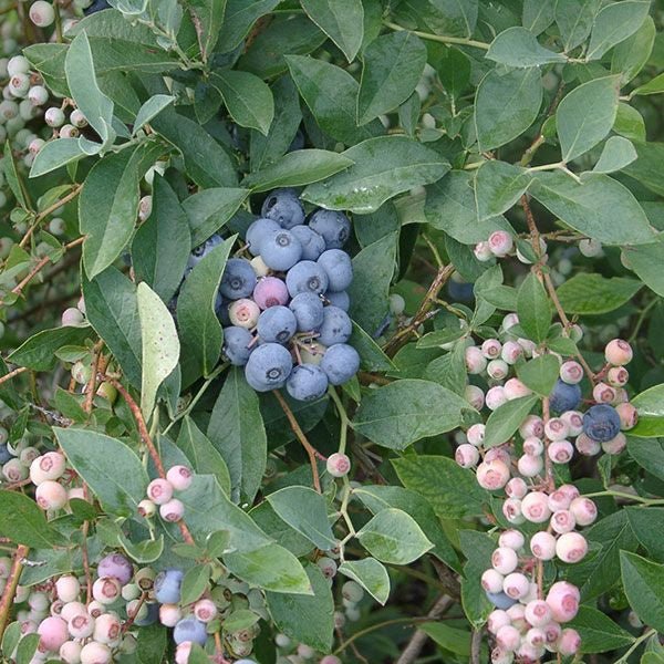 Bare Root 'Tifblue' Rabbiteye Blueberry (Vaccinium virgatum cv.) - Image 2