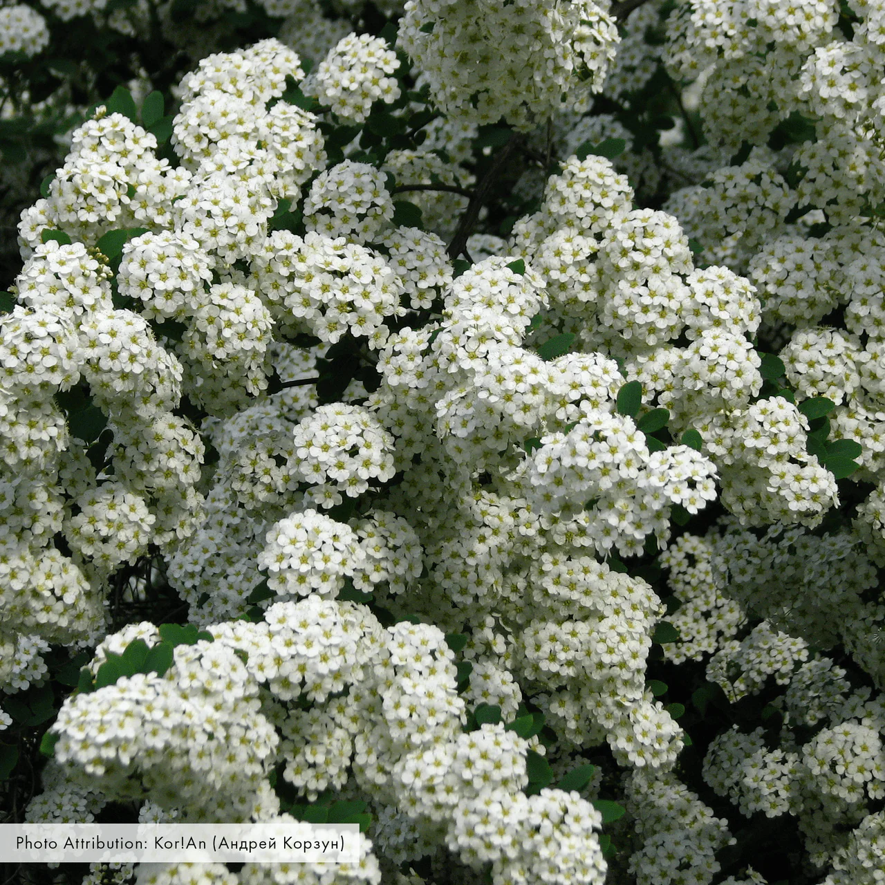 Bare Root Vanhoutte Spirea (Spiraea x vanhouttei) - Image 2