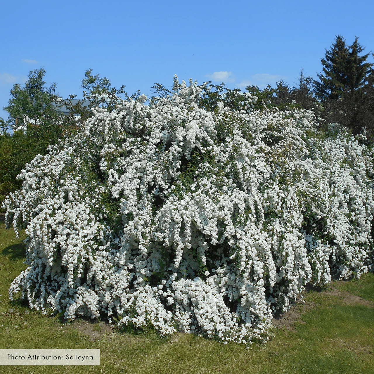 Bare Root Vanhoutte Spirea (Spiraea x vanhouttei) - Image 3