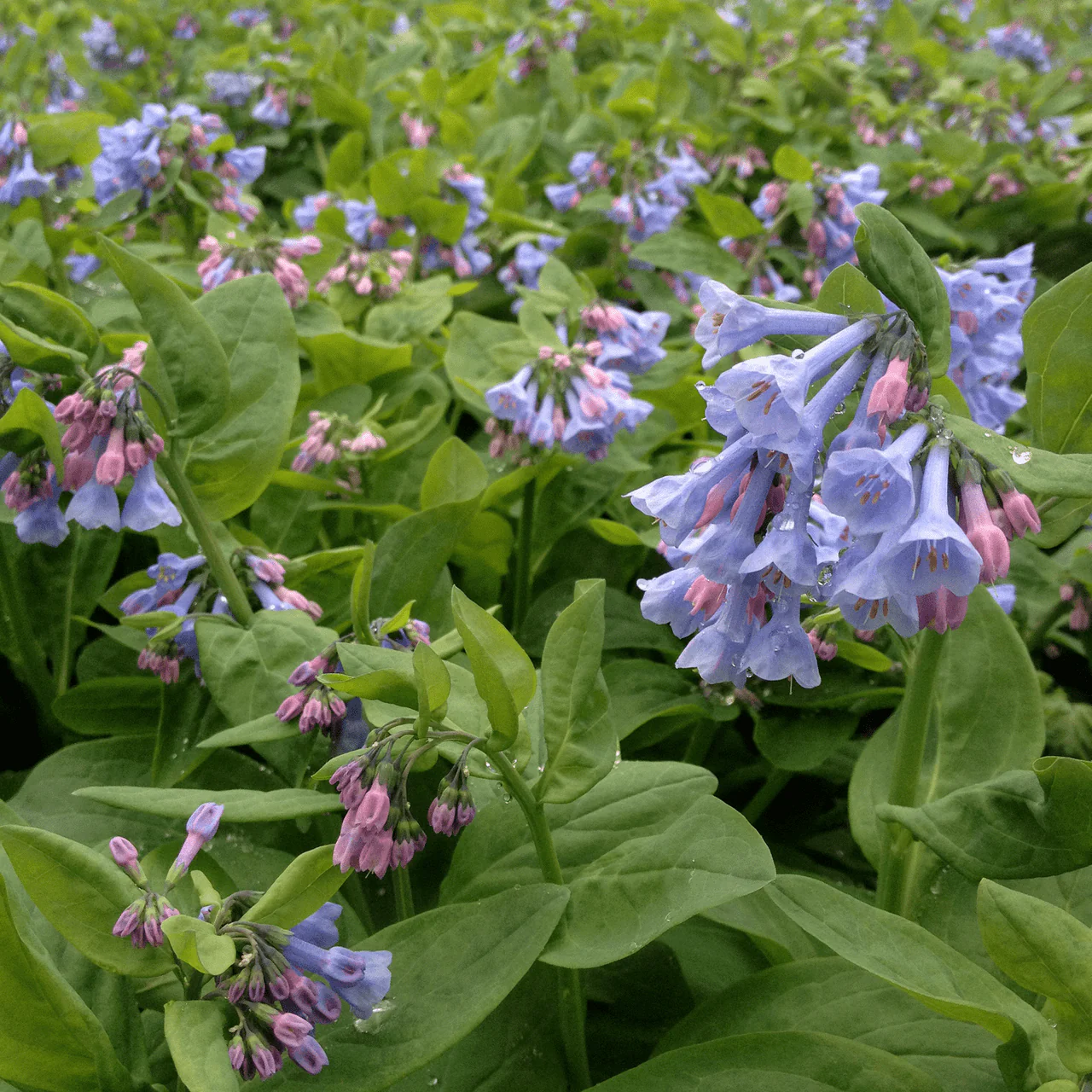 Bare Root Virginia Bluebells (Mertensia virginica)