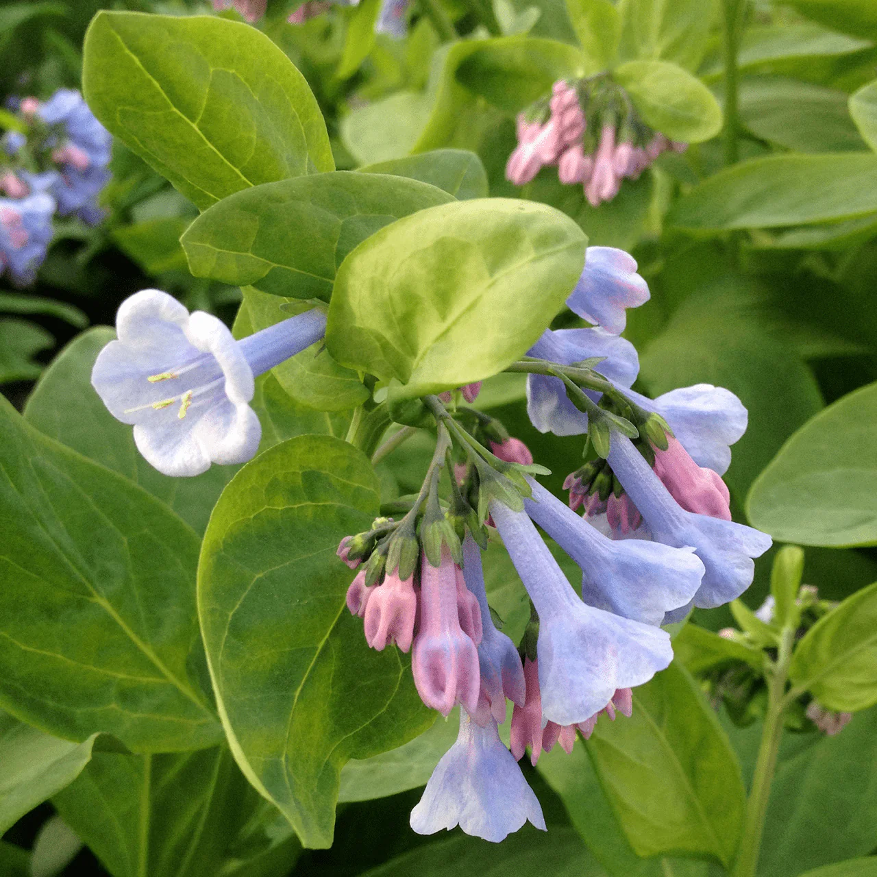 Bare Root Virginia Bluebells (Mertensia virginica) - Image 2