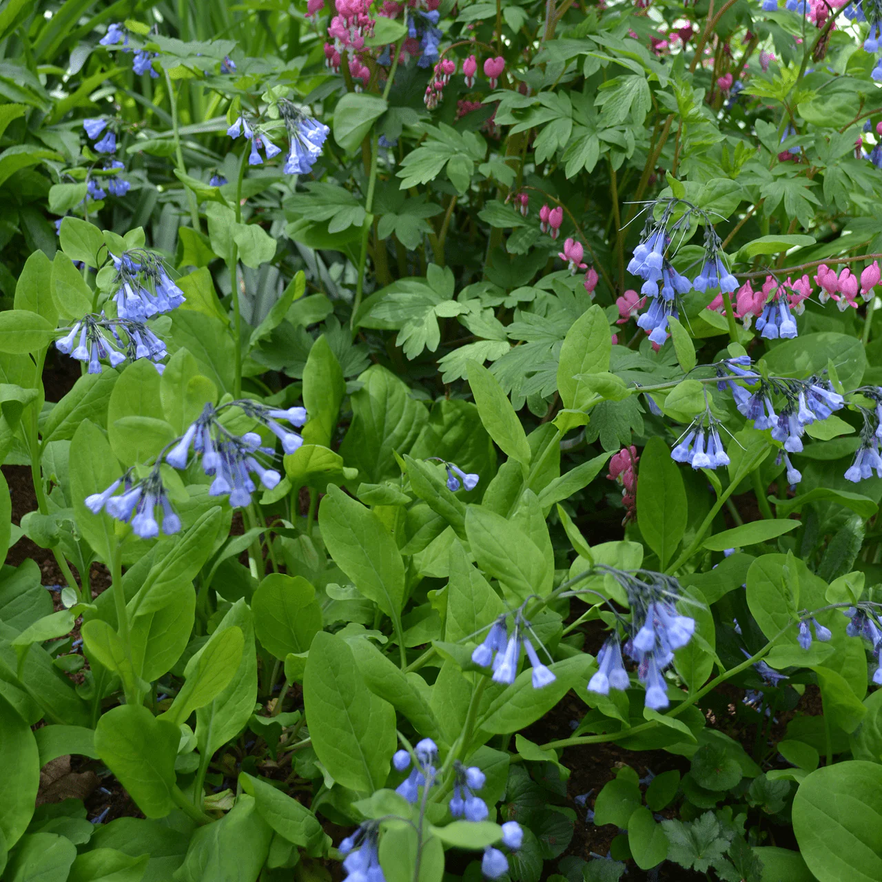 Bare Root Virginia Bluebells (Mertensia virginica) - Image 3