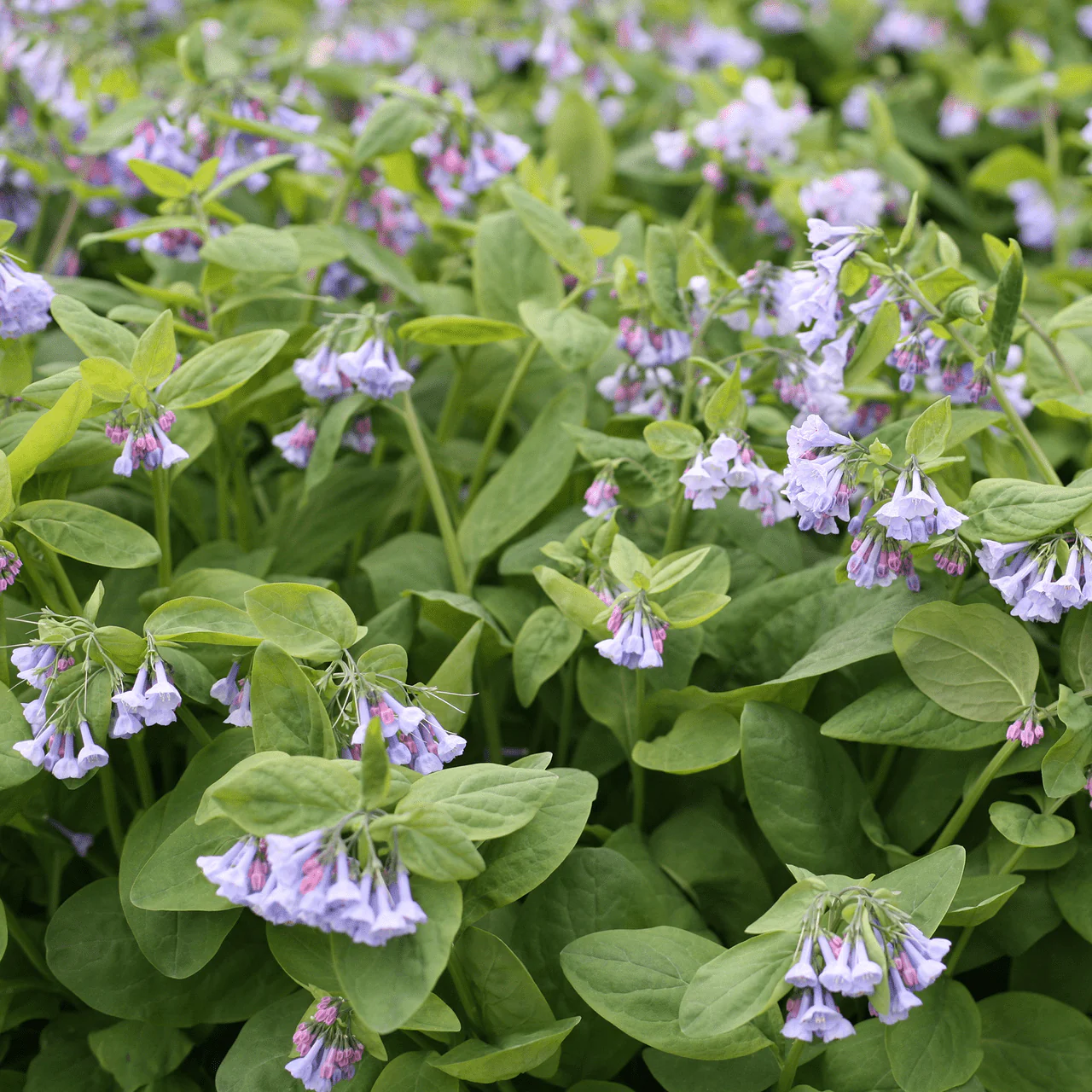 Bare Root Virginia Bluebells (Mertensia virginica) - Image 4