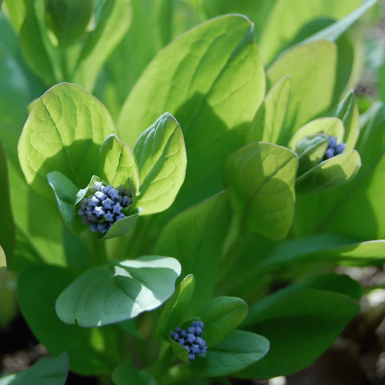 Bare Root Virginia Bluebells (Mertensia virginica) - Image 5