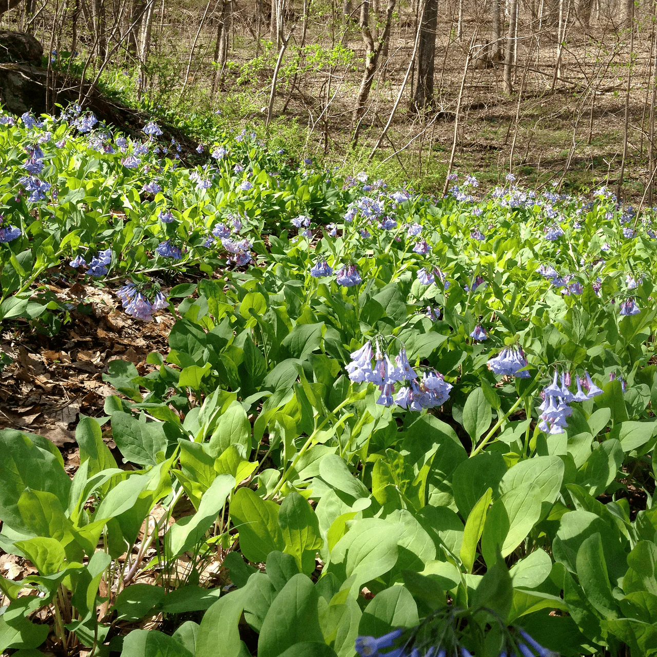 Bare Root Virginia Bluebells (Mertensia virginica) - Image 6