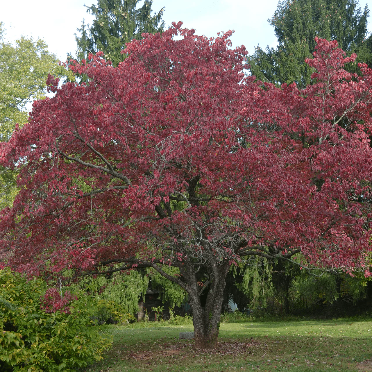 Bare Root White Flowering Dogwood (Cornus florida) - Image 2