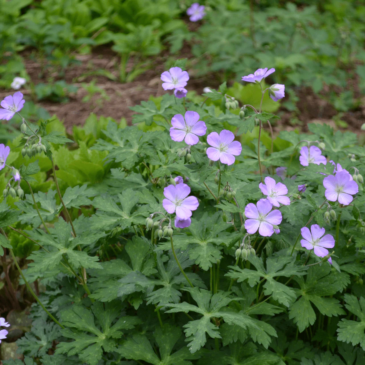 Bare Root Wild Geranium (Geranium maculatum) - Image 2