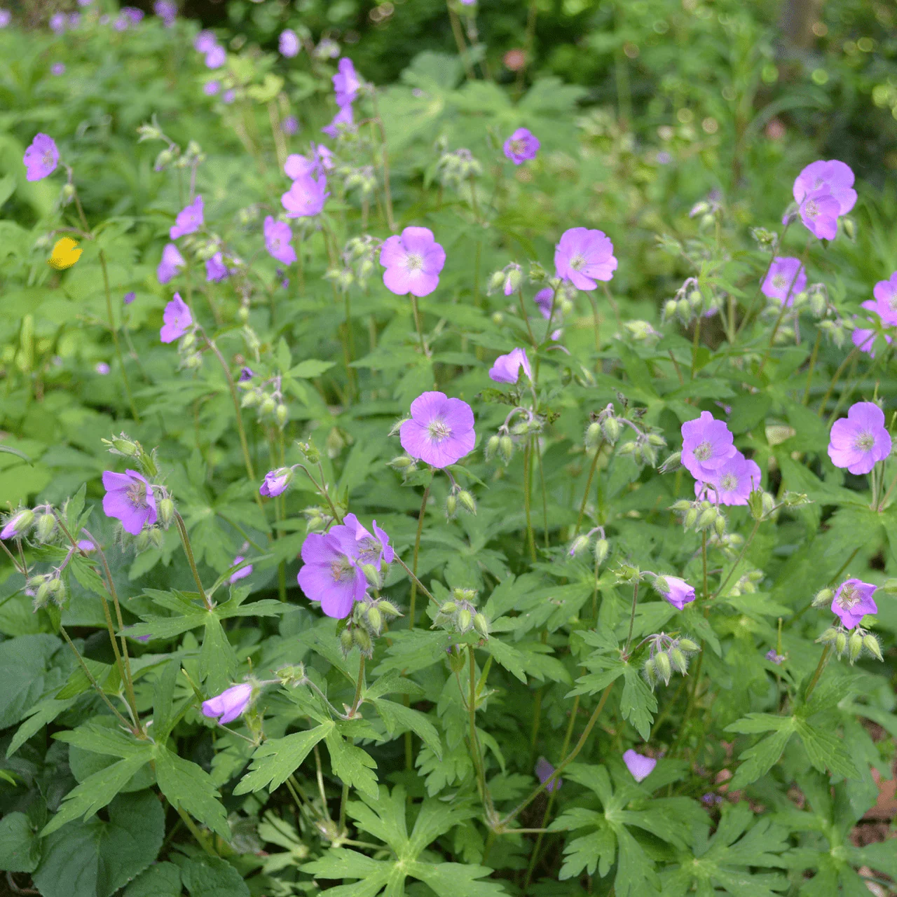 Bare Root Wild Geranium (Geranium maculatum) - Image 3