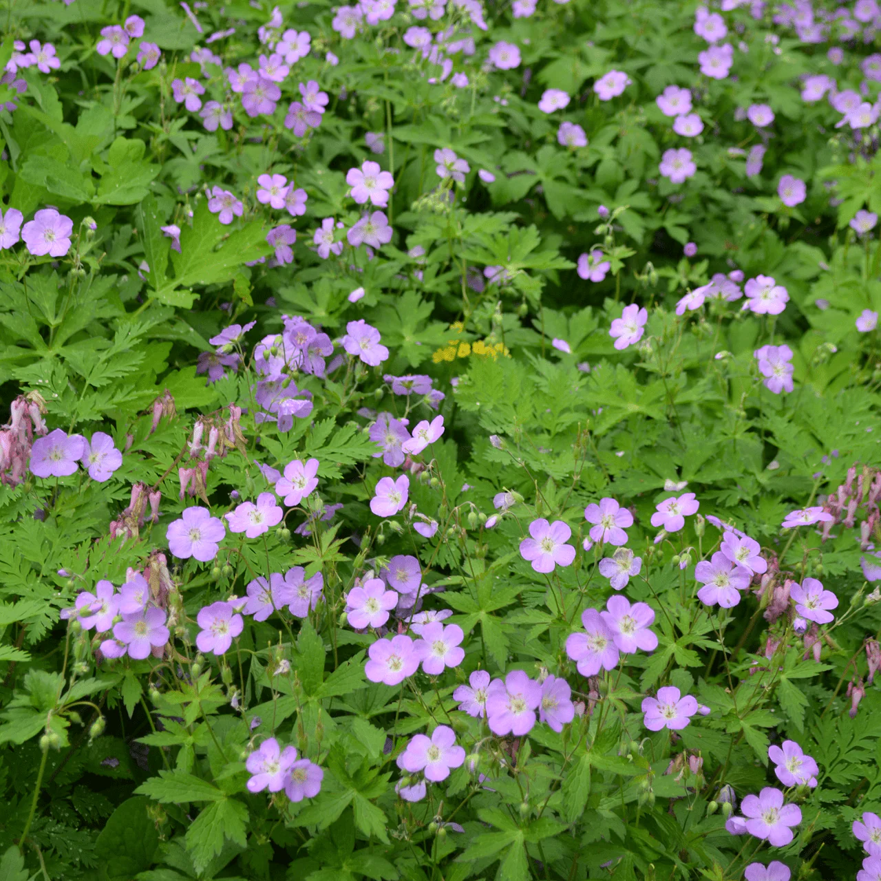 Bare Root Wild Geranium (Geranium maculatum) - Image 4