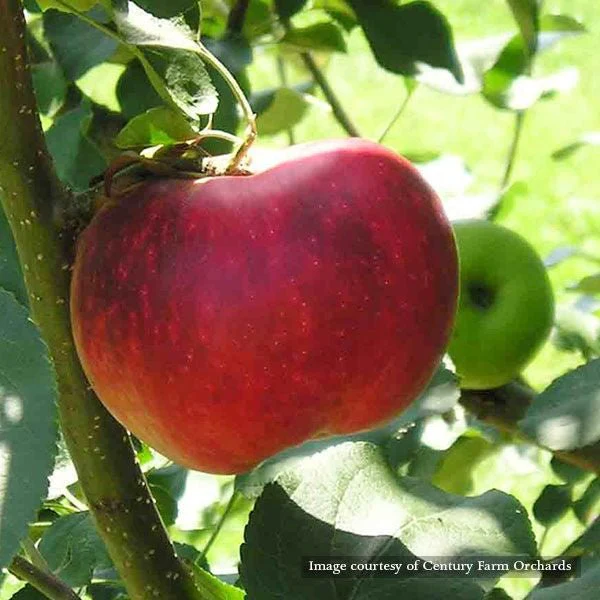 Bare Root Williams Favorite Apple Tree (Malus cv.)