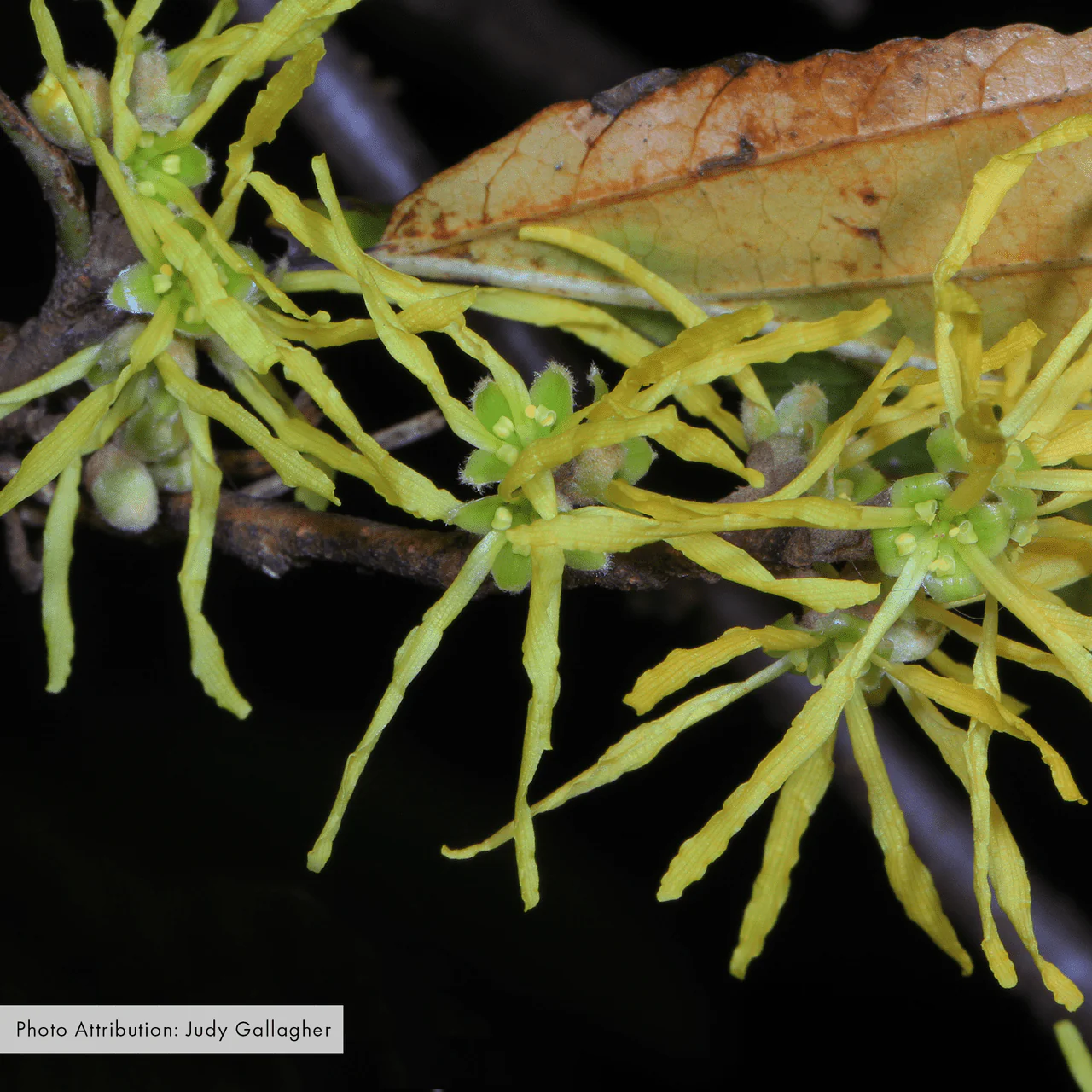 Bare Root Witch Hazel (Hamamelis virginiana)