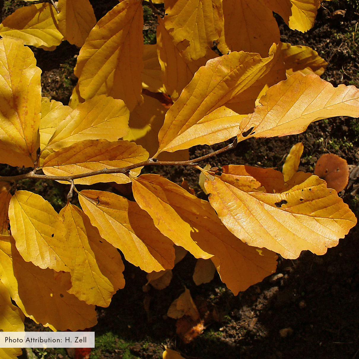 Bare Root Witch Hazel (Hamamelis virginiana) - Image 3