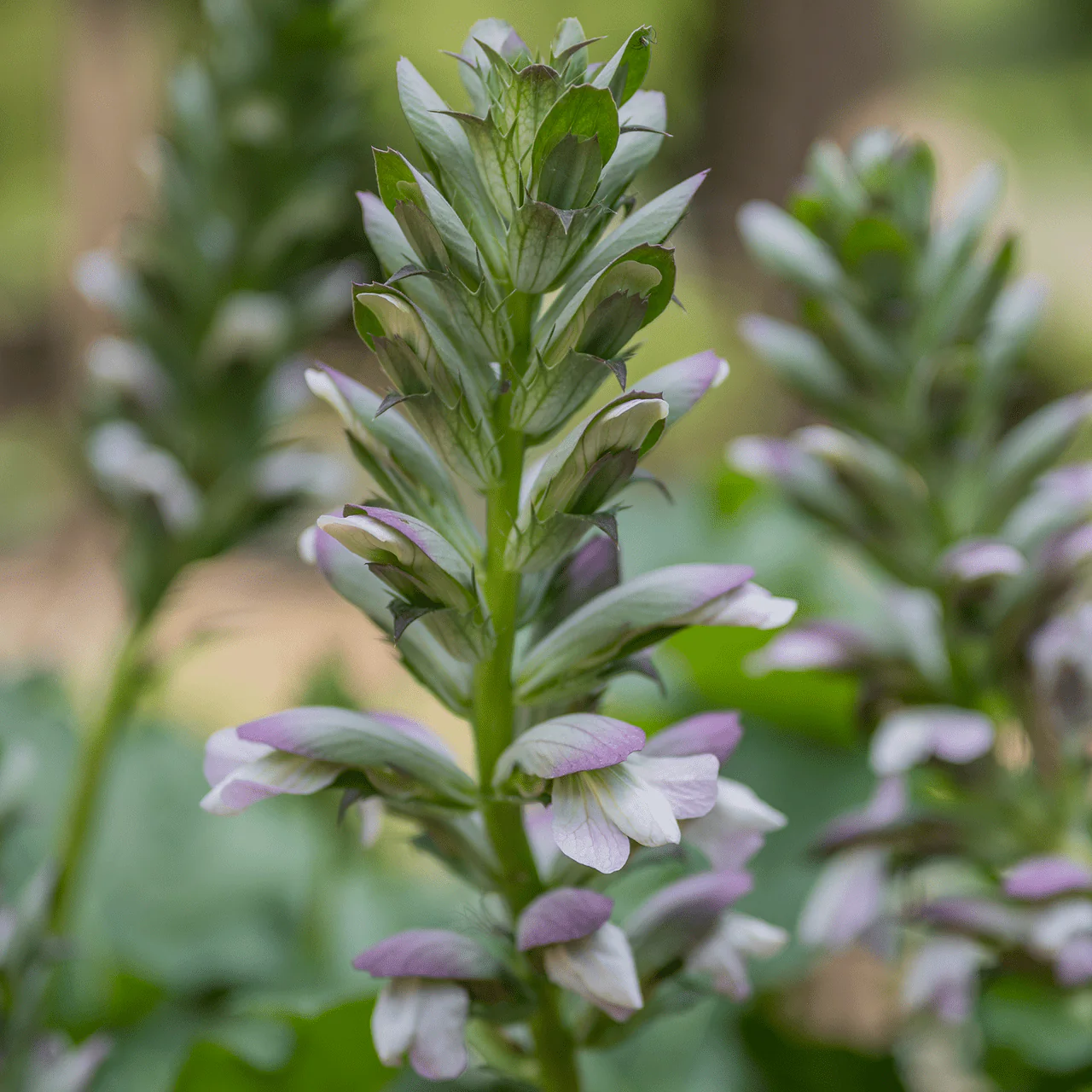 Bear's Breeches (Acanthus mollis)