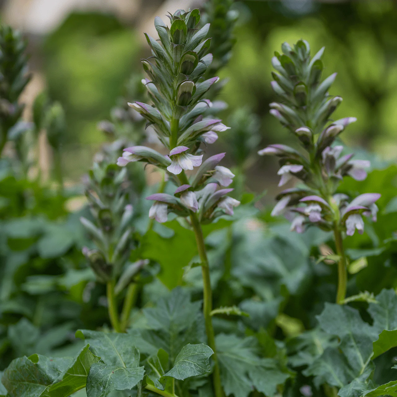 Bear's Breeches (Acanthus mollis) - Image 2