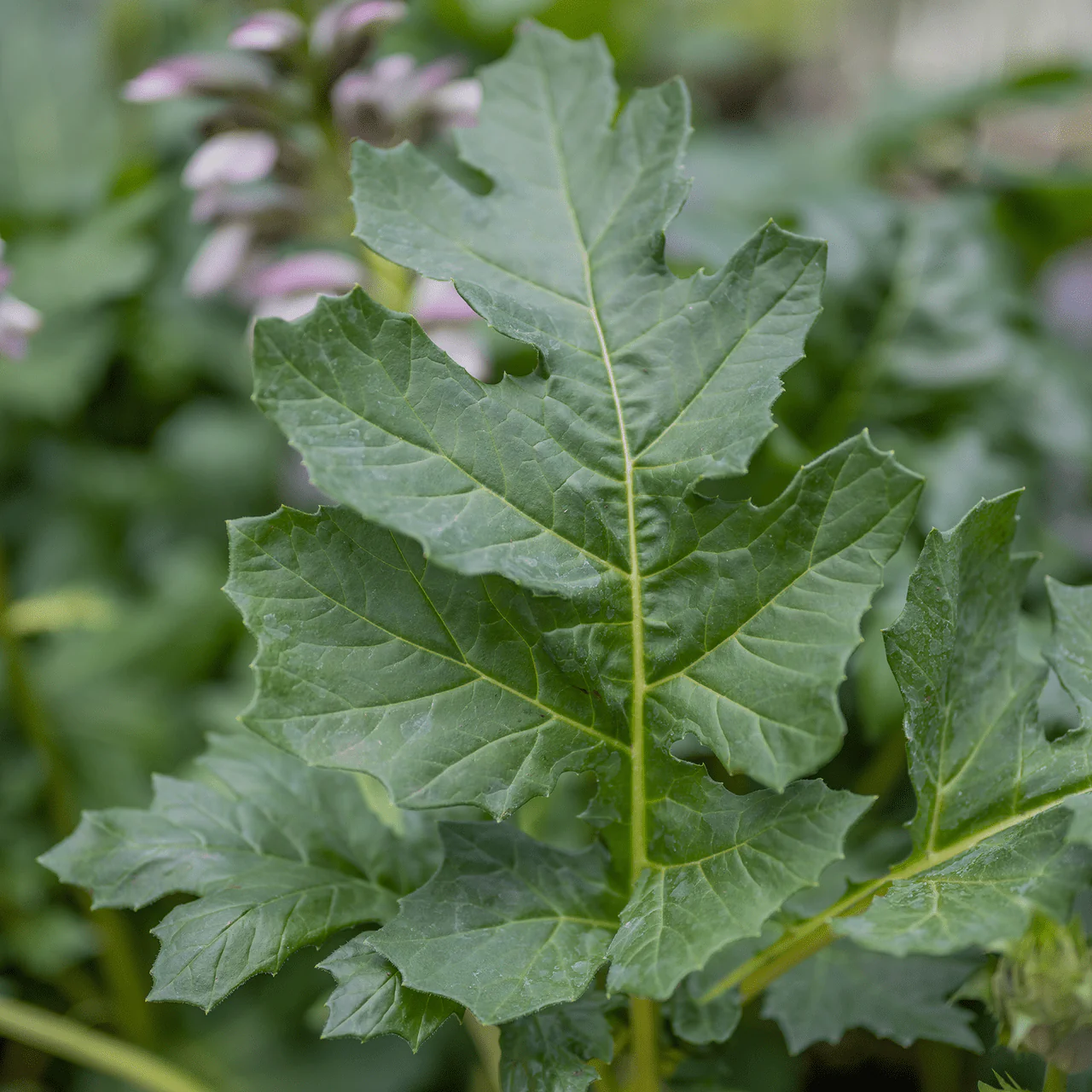 Bear's Breeches (Acanthus mollis) - Image 3