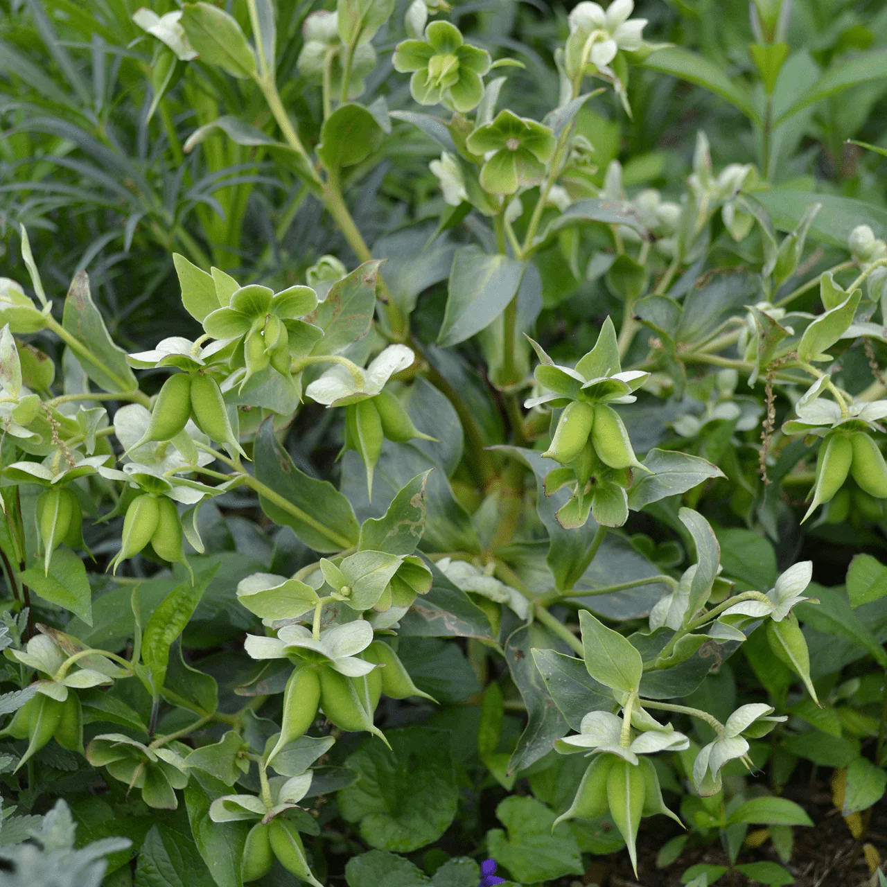 Bear's Foot Hellebore (Helleborus foetidus) - Image 2