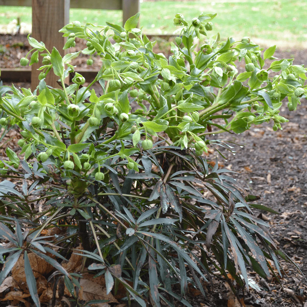 Bear's Foot Hellebore (Helleborus foetidus) - Image 3