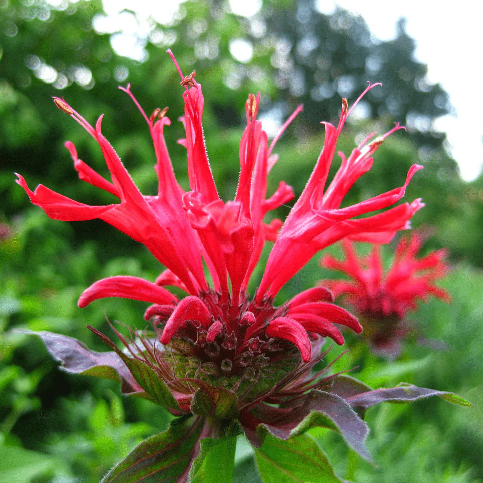 Bee Balm (Monarda didyma) - Image 2