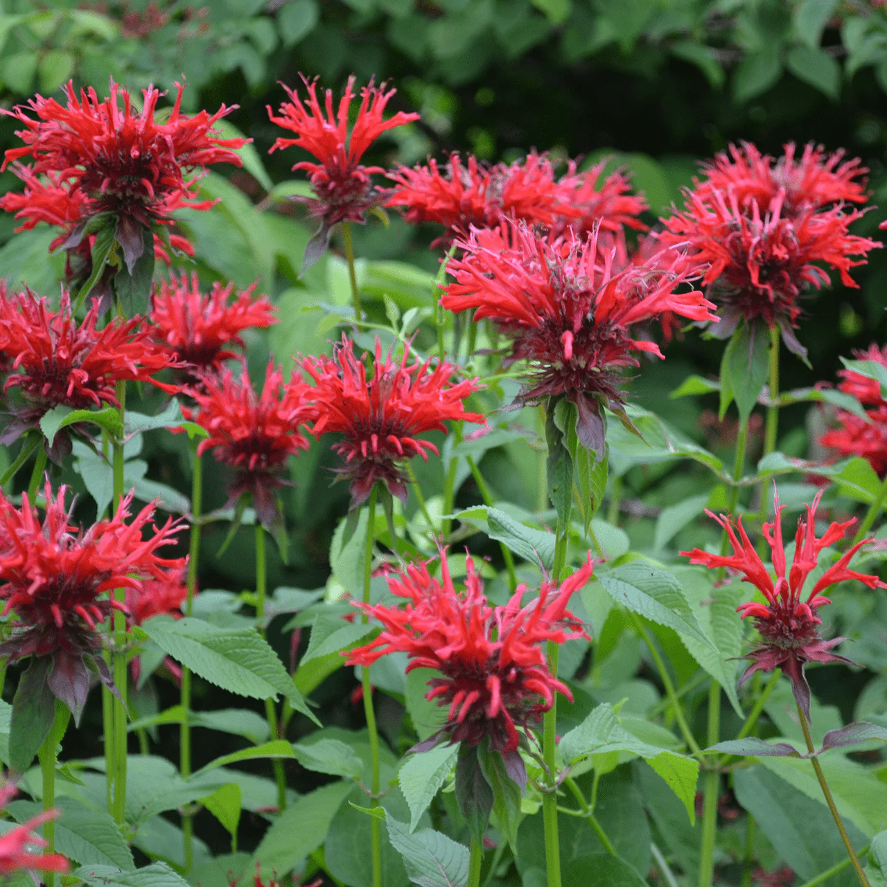 Bee Balm (Monarda didyma) - Image 3
