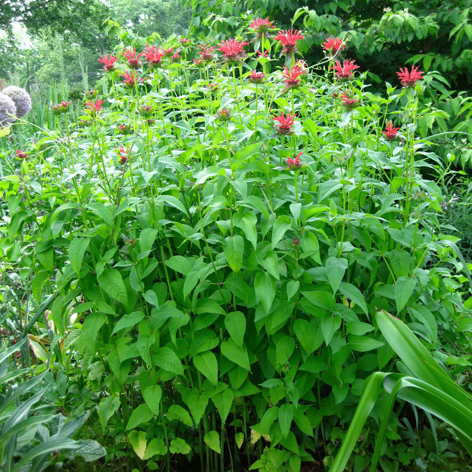 Bee Balm (Monarda didyma) - Image 4