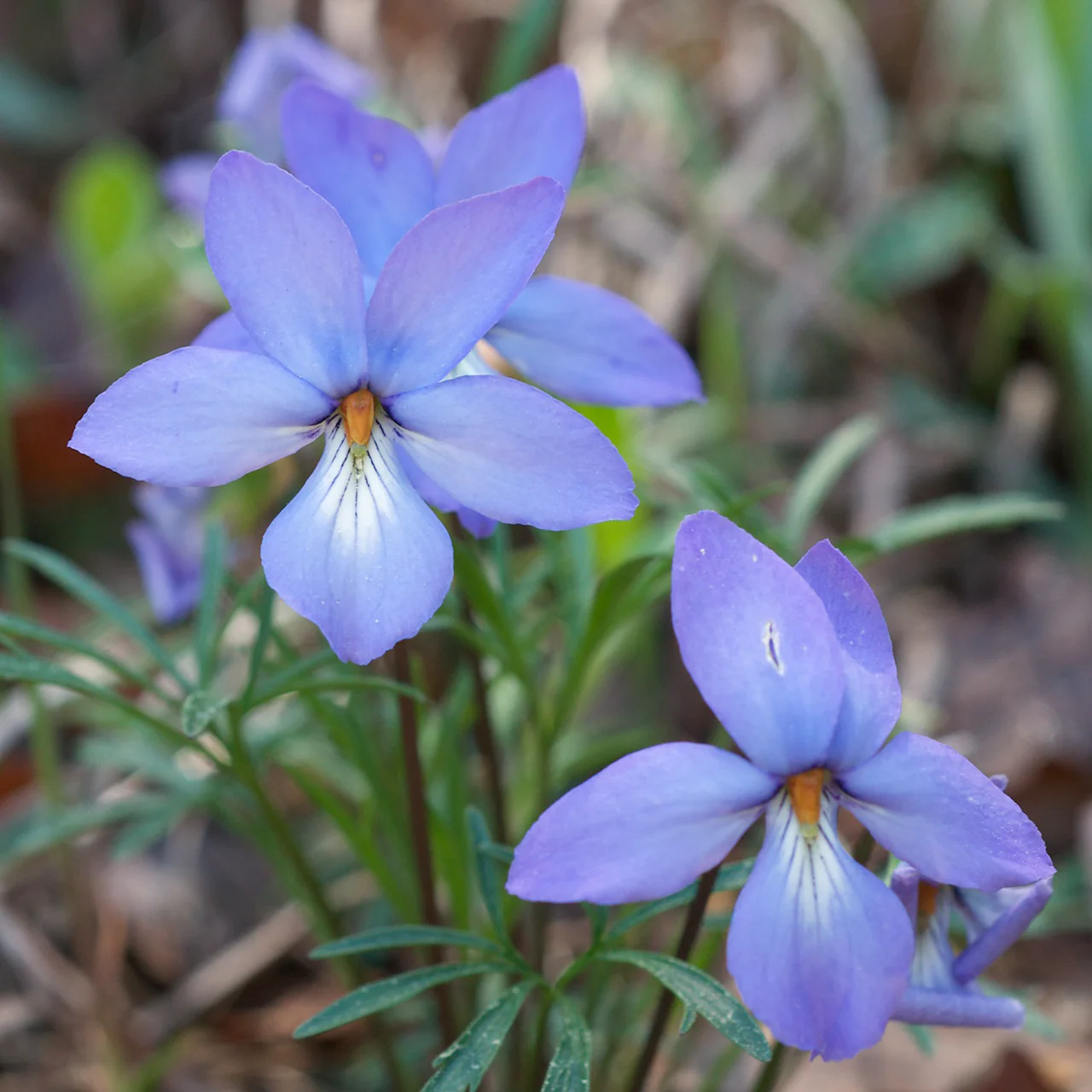 Bird's Foot Violet; Crowfoot (Viola pedata) - Image 6