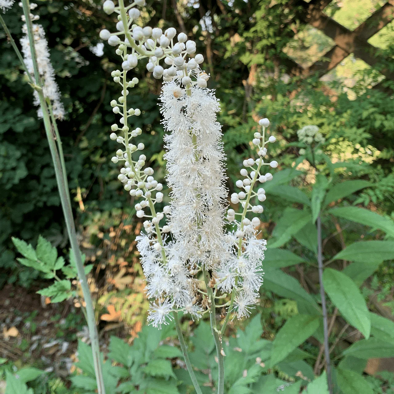 Black Cohosh; Snakeroot (Actaea racemosa) - Image 2