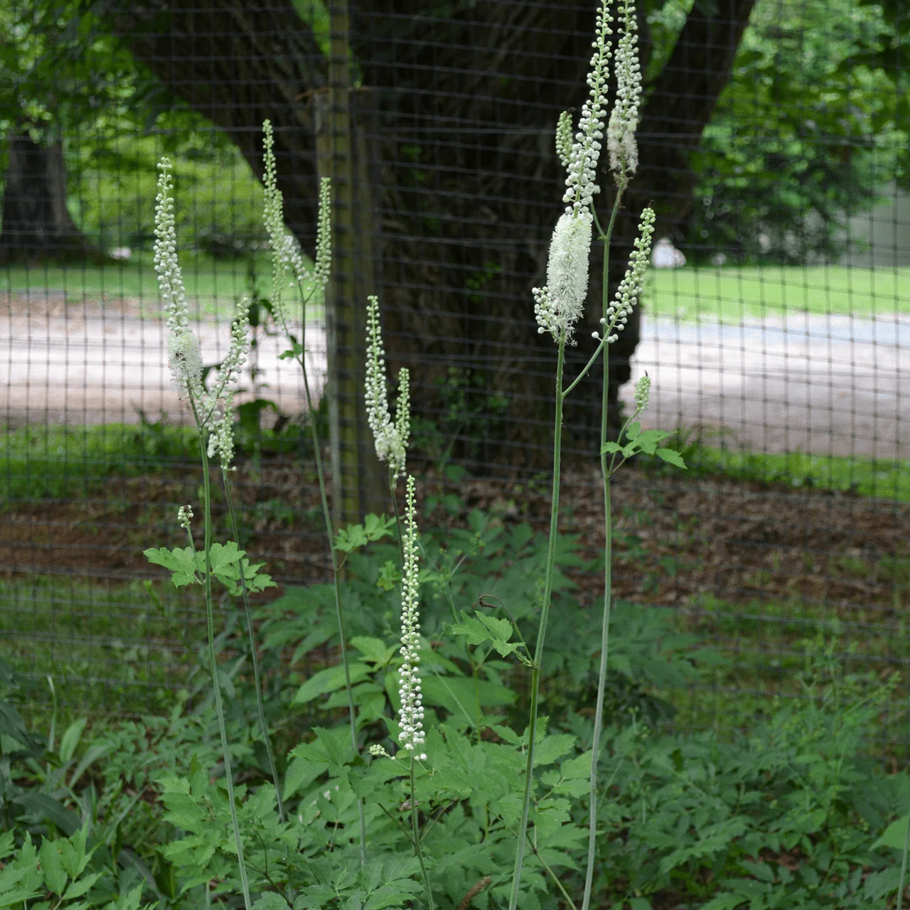 Black Cohosh; Snakeroot (Actaea racemosa) - Image 3