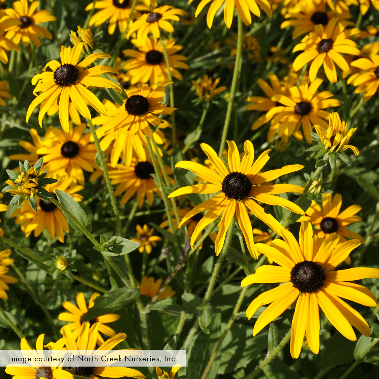 Black-eyed Susan; Orange Coneflower (Rudbeckia fulgida var. fulgida)