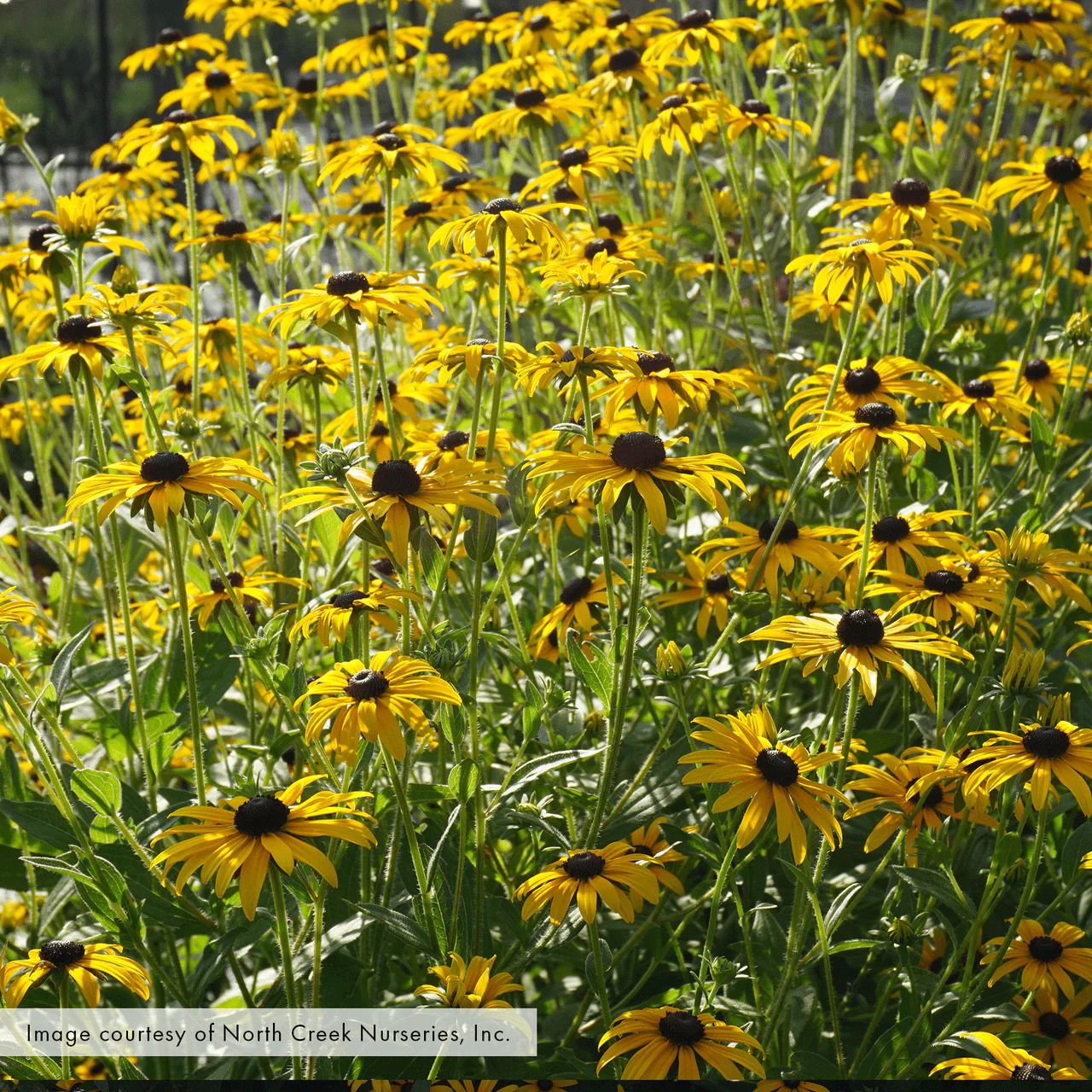 Black-eyed Susan; Orange Coneflower (Rudbeckia fulgida var. fulgida) - Image 2