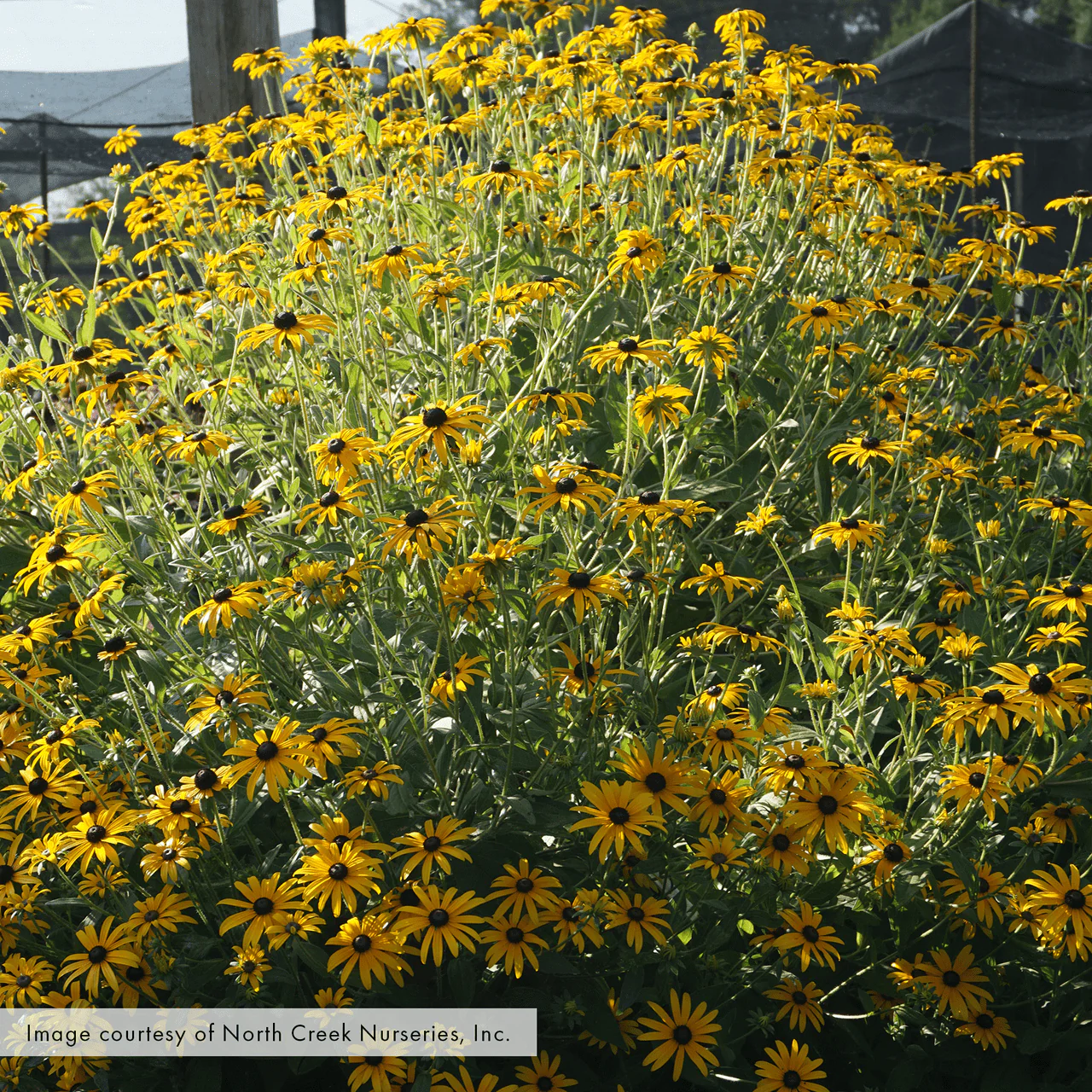 Black-eyed Susan; Orange Coneflower (Rudbeckia fulgida var. fulgida) - Image 3
