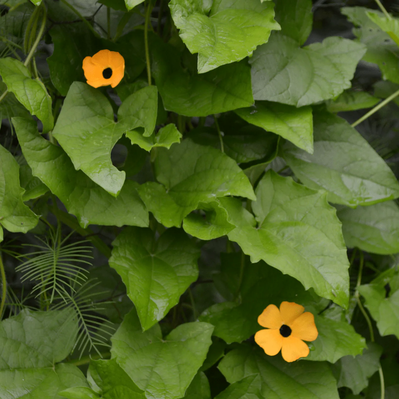 Black Eyed Susan Vine Seeds (Thunbergia alata) - Image 2