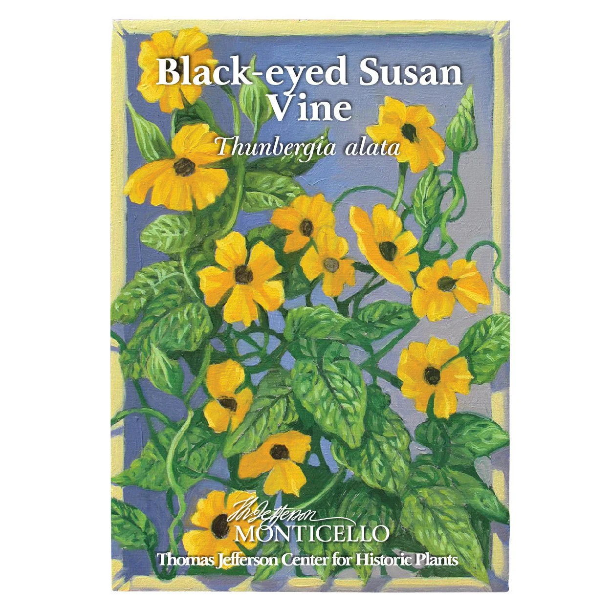 Black Eyed Susan Vine Seeds (Thunbergia alata) - Image 3