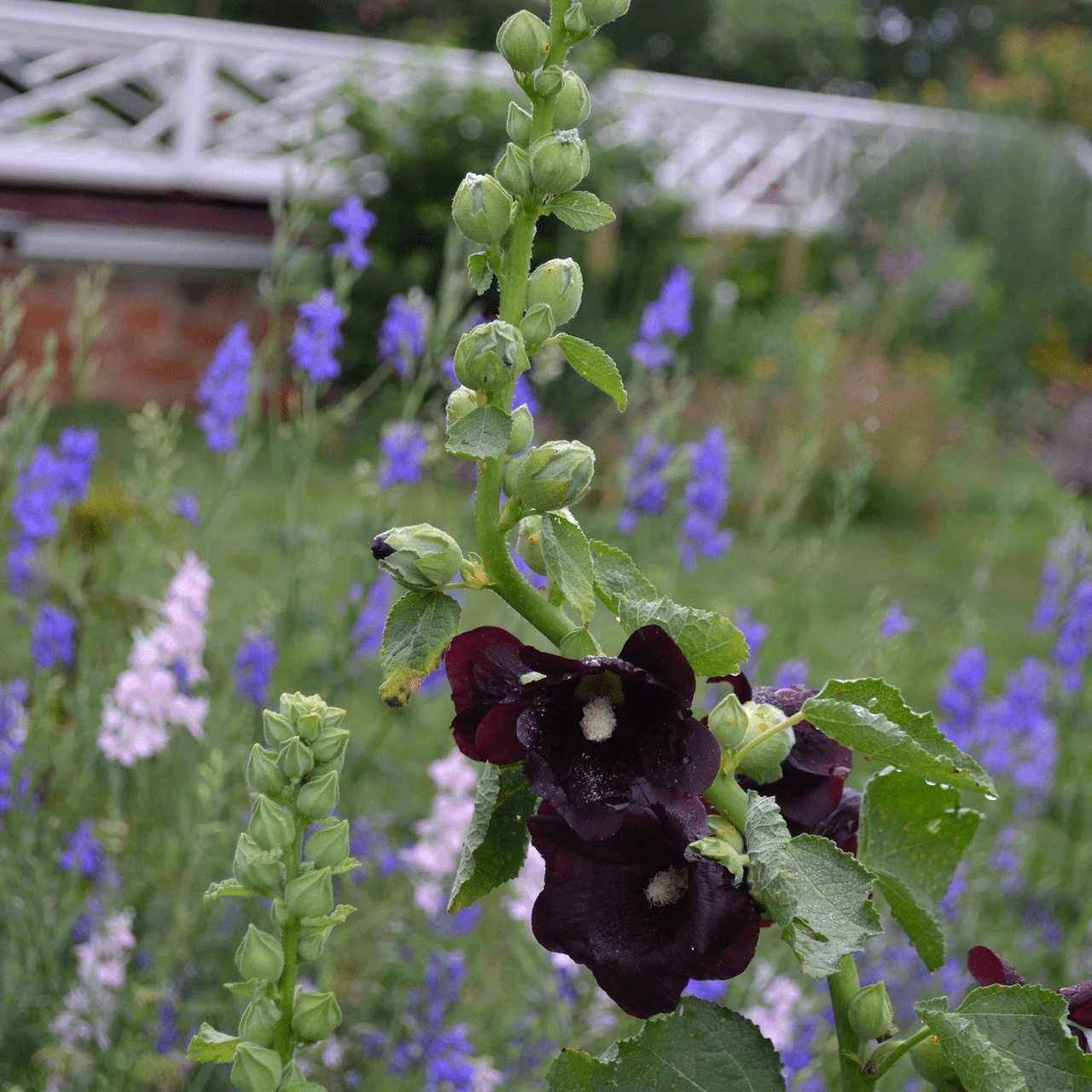 Black Hollyhock Seeds (Alcea rosea nigra) - Image 3