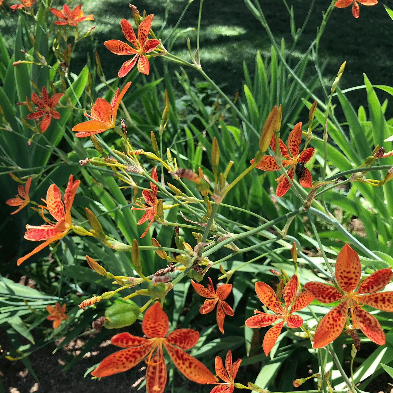 Blackberry Lily Seeds (Iris domestica) - Image 3