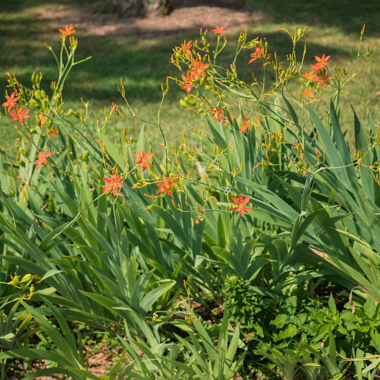 Blackberry Lily Seeds (Iris domestica) - Image 4