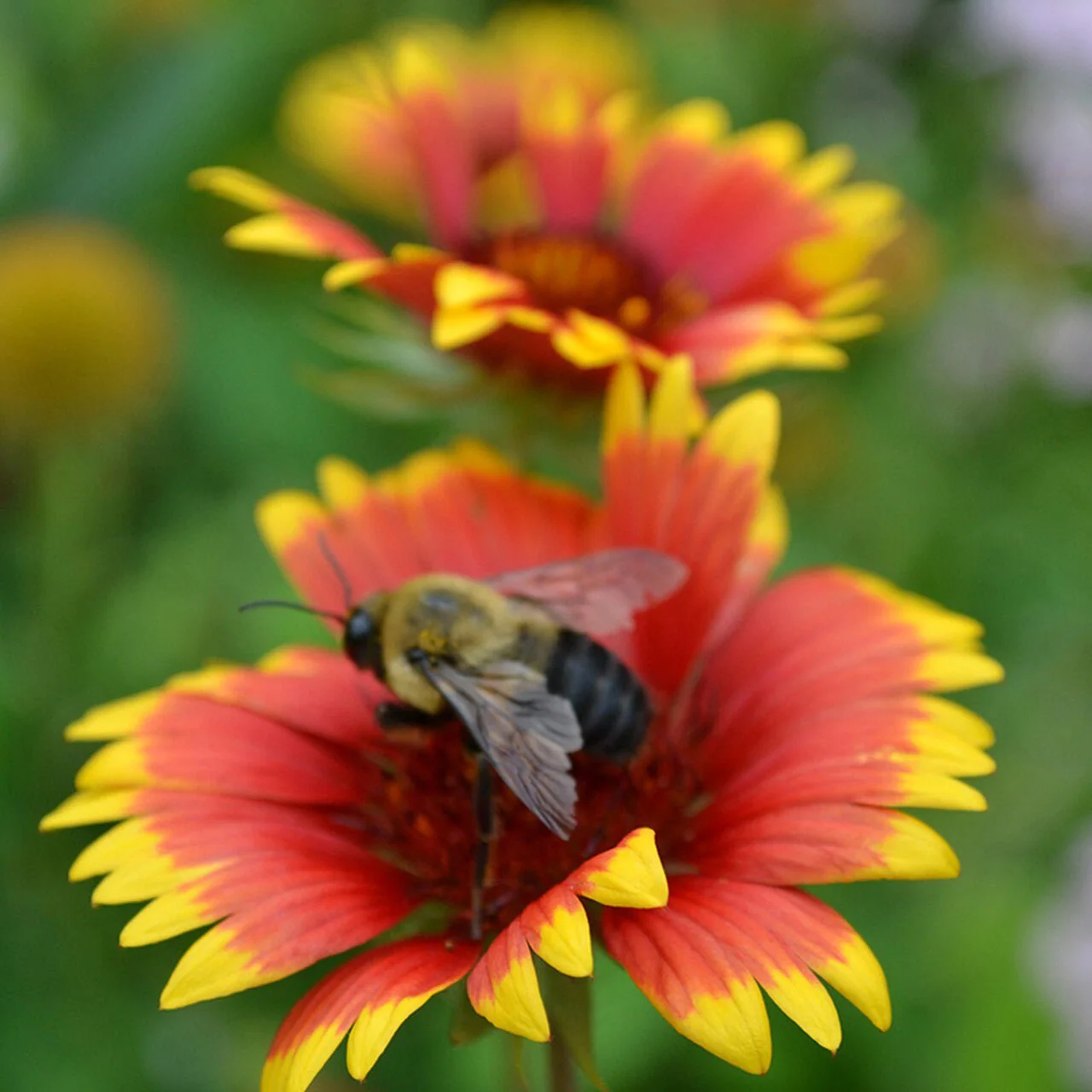 Blanket Flower (Gaillardia aristata) - Image 2