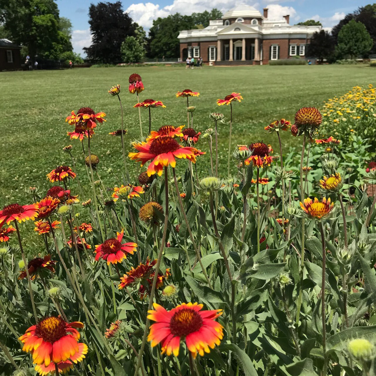 Blanket Flower (Gaillardia aristata) - Image 3